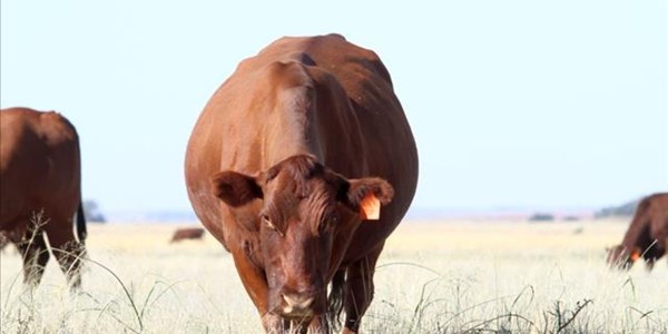 Daff works on opening door for beef exports to China | News Article