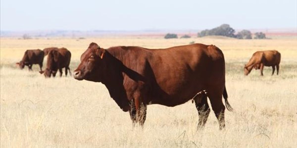 Daff engages with China over beef export possibilities | News Article