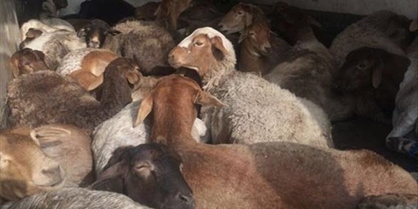 GRAPHIC IMAGES: Livestock owners traumatised by brutal stock theft tactics | News Article