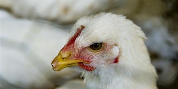 Fed up fowl players to take to the streets Fed up fowl players to take to the streets | News Article