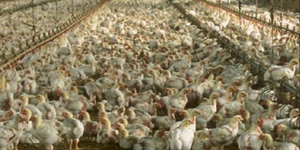 Poultry task team to seek long and short-term solutions Poultry task team to seek long and short-term solutions | News Article
