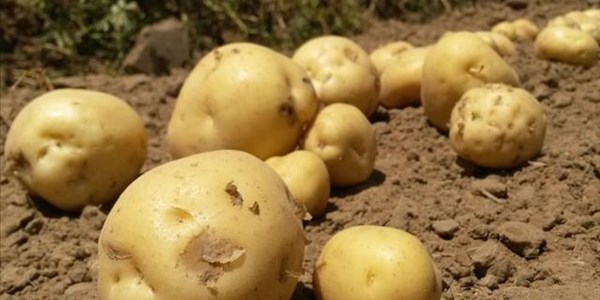 Potatoes SA anticipates more "normal" growing conditions | News Article