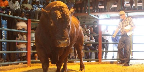 Emerging farmers get insight into beef production Emerging farmers get insight into beef production | News Article