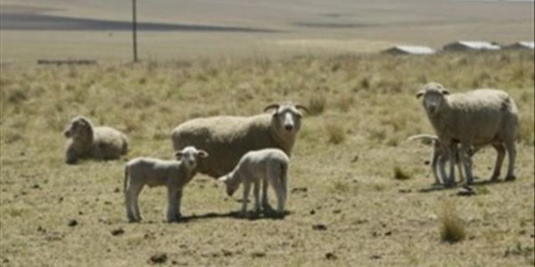SA champ seems on course to retain his world champion sheep shearing title (Updated) SA champ seems on course to retain his world champion sheep shearing title (Updated) | News Article
