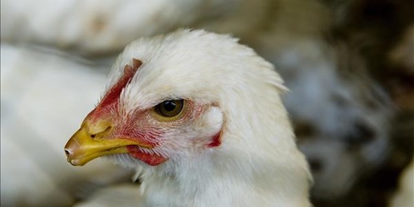 Cosatu to strike against closure of FS poultry farms | News Article
