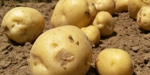 Potatoes SA seeks further dispensations to help producers | News Article