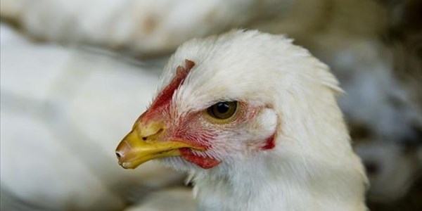 EU urges SA poultry players to explore export opportunities | News Article