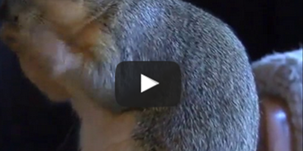 Afternoon Delight: Squirrel acts as a guard dog to scare off burglars. Afternoon Delight: Squirrel acts as a guard dog to scare off burglars. | News Article