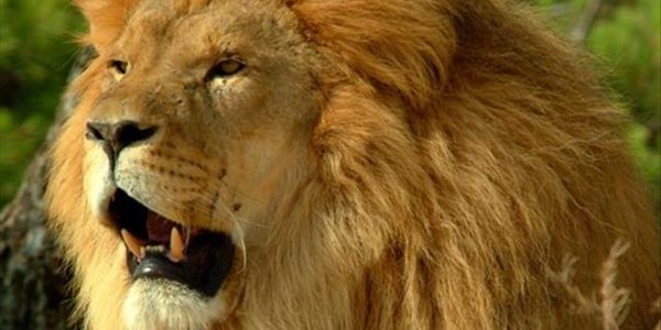 Lion mauls woman's hip, arm at Zim game park | News Article
