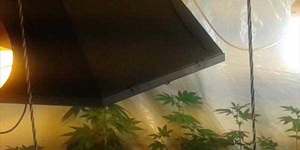 Legal dagga could soon be a reality Legal dagga could soon be a reality | News Article