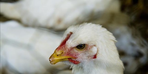 Live chicken thrown in air, forced to smoke at Stellenbosch res party | News Article