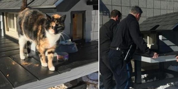 Afternoon Delight: Police build regular visitng cats a house at their station. | News Article