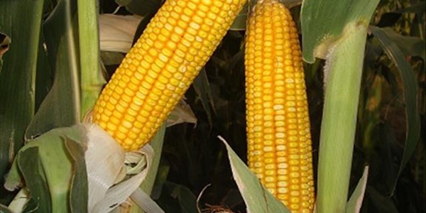 SA expected to produce more than 13,9 million tons of maize this year | News Article