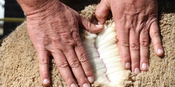 Wool prices still showing upward trend Wool prices still showing upward trend | News Article