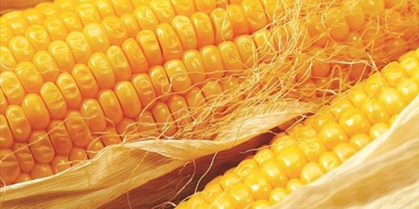 Maize production may be nearly 80% more than last year | News Article