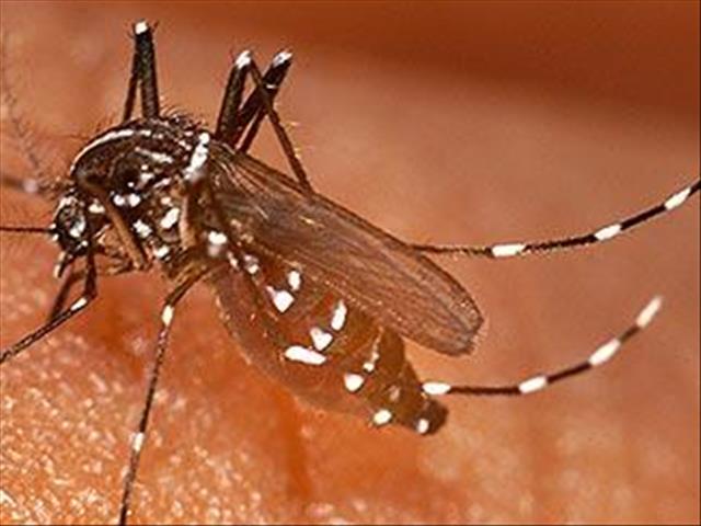 NW cases thought to be "suitcase malaria" | News Article