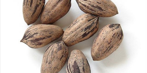 Local pecan expansion supported by global food trends | News Article