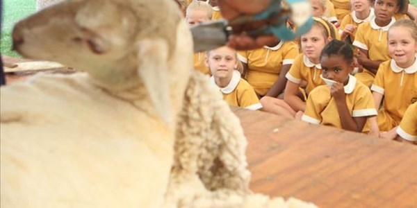 School girls cheer during sheep shearing demonstration | News Article