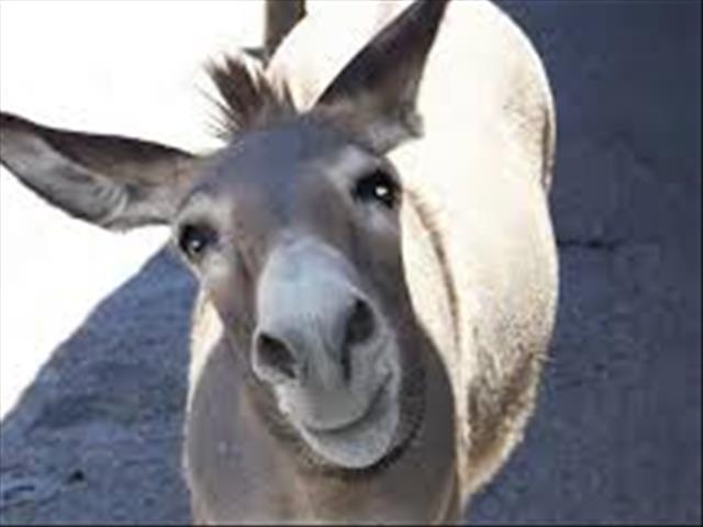 Illegal donkey trade causing a humanitarian crisis – expert | News Article