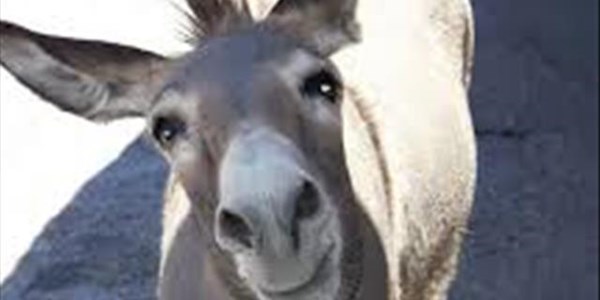 Illegal donkey trade causing a humanitarian crisis – expert | News Article