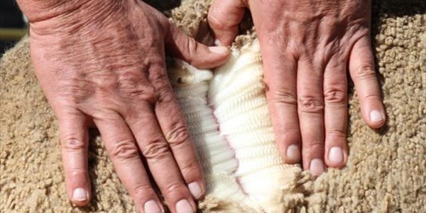 Wolkwekers se brood aan albei kante gebotter  | News Article