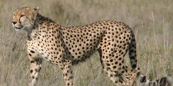 Cheetah kills boy on Varty's farm Cheetah kills boy on Varty's farm | News Article