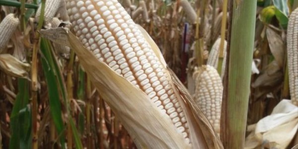 White maize drops to R1700 per ton | News Article