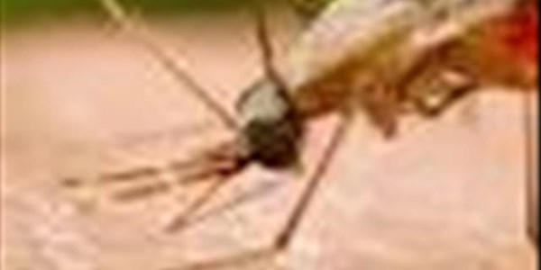 Malaria cases shock North West | News Article