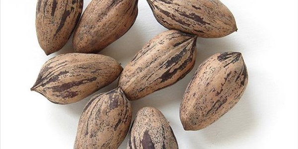 Pecan production growing rapidly in SA | News Article