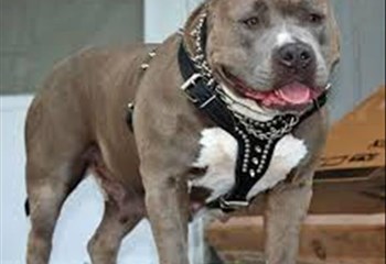 Man critical after mauling by pitbulls | News Article