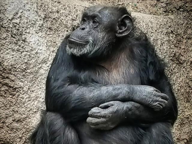 Afternoon Delight: Cecilia the chimp granted non-human rights and escapes a zoo. | News Article