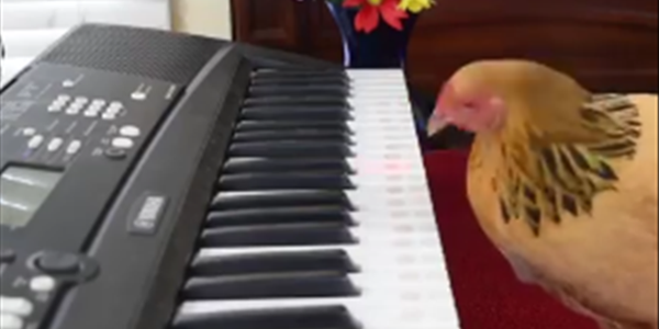 Saturday Express: Amazing piano solo done by a chicken. | News Article