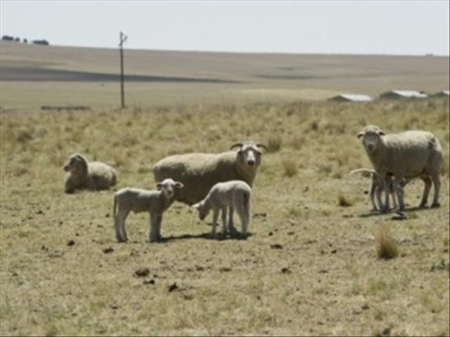 Drie NW-veediewe vas | News Article