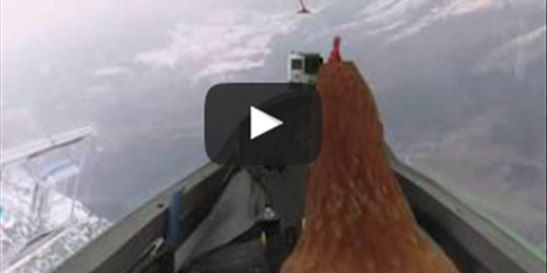 Afternoon Delight: Farmer finally fulfills chicken’s dream of flying | News Article