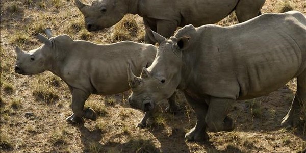 Officials suspended for dehorning rhinos  | News Article