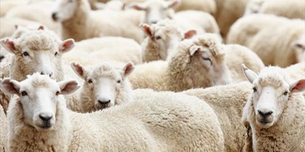 Make sure you know who is herding your livestock, police warn Make sure you know who is herding your livestock, police warn | News Article