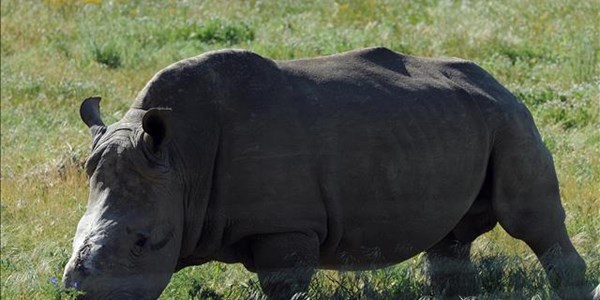 Rhino owners cry foul after poaching gang suspects get bail Rhino owners cry foul after poaching gang suspects get bail | News Article