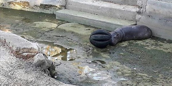 Orphaned baby hippos need good care Orphaned baby hippos need good care | News Article