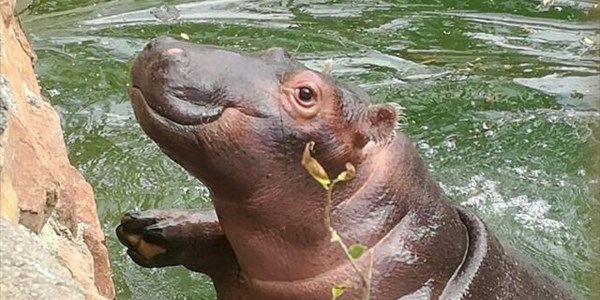 Pictures: Bloemfontein Zoo's orphan hippo, Molly, turns one | News Article