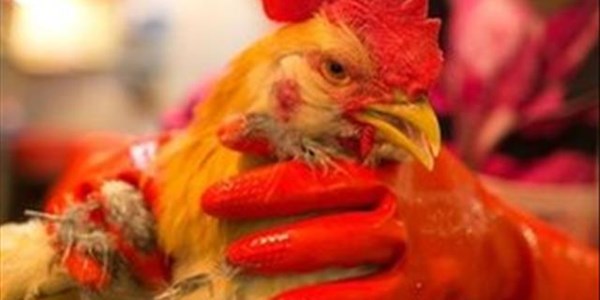 Vigilance needed over bird flu threat, says DA | News Article