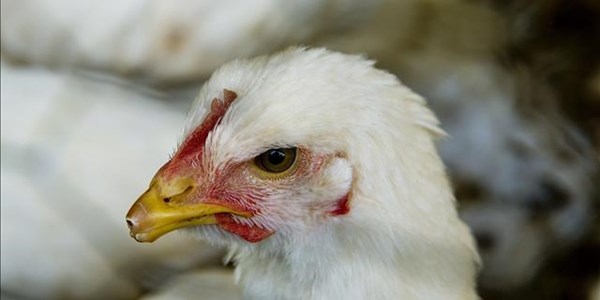 Live hen sales banned after avian flu detected at Mpumalanga farm | News Article