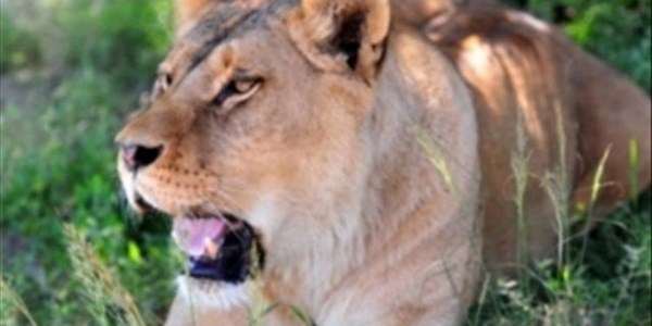 Lion bone export quota in SA 'a done deal' Lion bone export quota in SA 'a done deal' | News Article