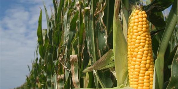 Food Prize Laureate: Future of African youth lies in agriculture, not Europe Food Prize Laureate: Future of African youth lies in agriculture, not Europe | News Article