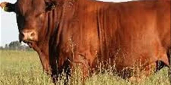 Genomiese teelwaardes vir Bonsmara Genomiese teelwaardes vir Bonsmara | News Article