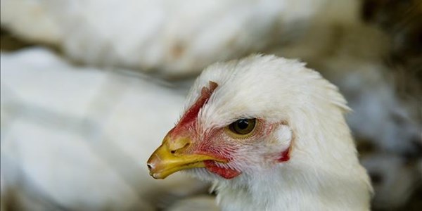 Government to reveal its plan on Bird Flu outbreak  | News Article