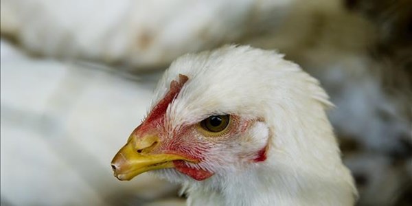 Botswana bans chicken imports over bird flu fears | News Article