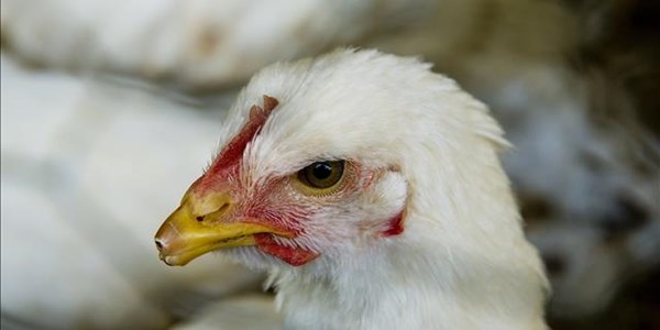 SA farmers and communities urged to report unusual mortality of chickens | News Article