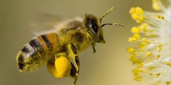 Bee and pollination charter signed | News Article