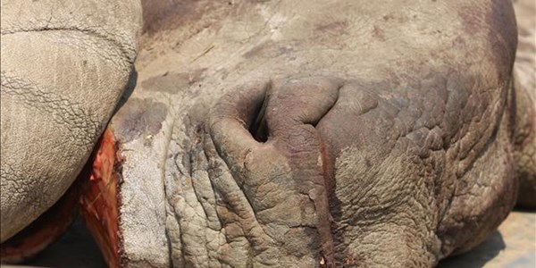 NW government takes steps against rhino poaching | News Article