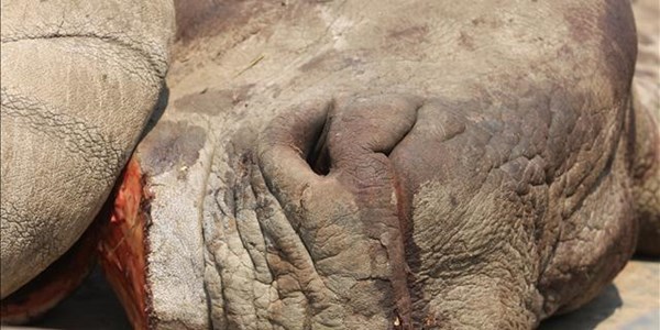 NW government takes steps against rhino poaching NW government takes steps against rhino poaching | News Article